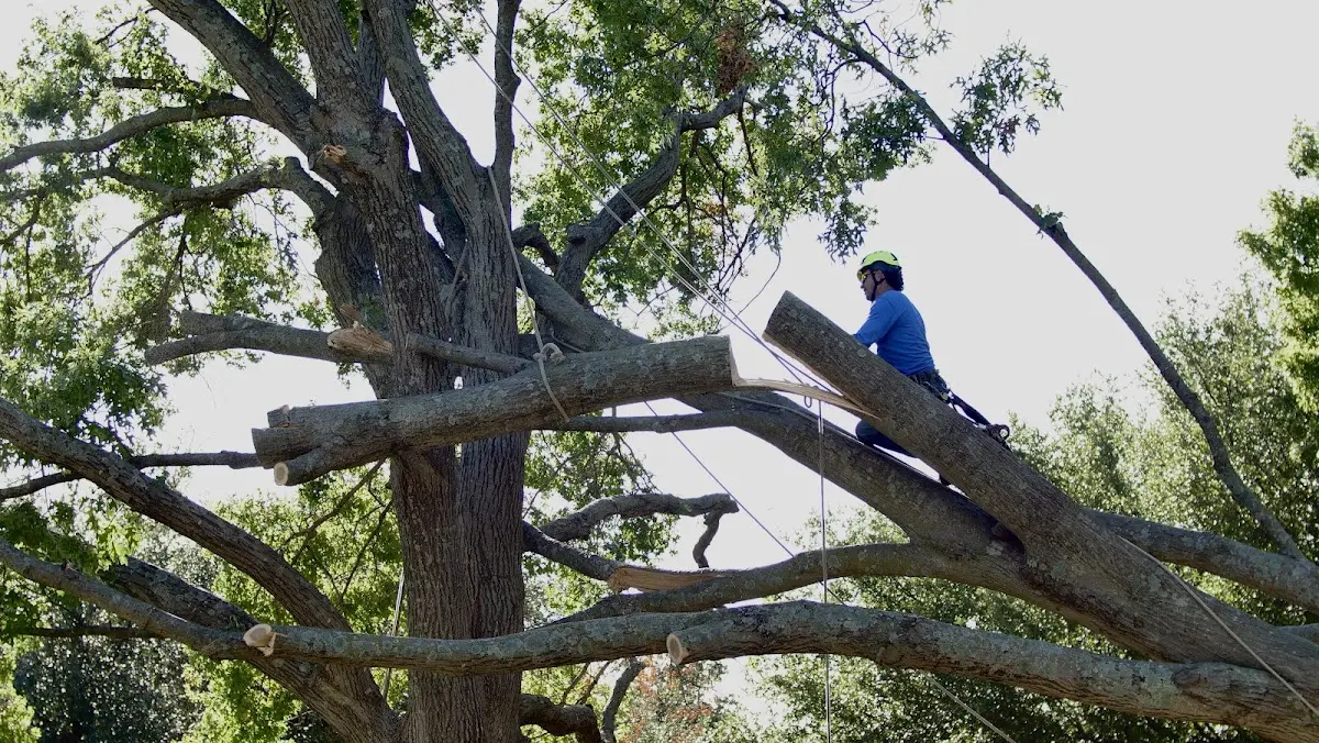 Professional Crown Thinning performed by certified arborists in Drury